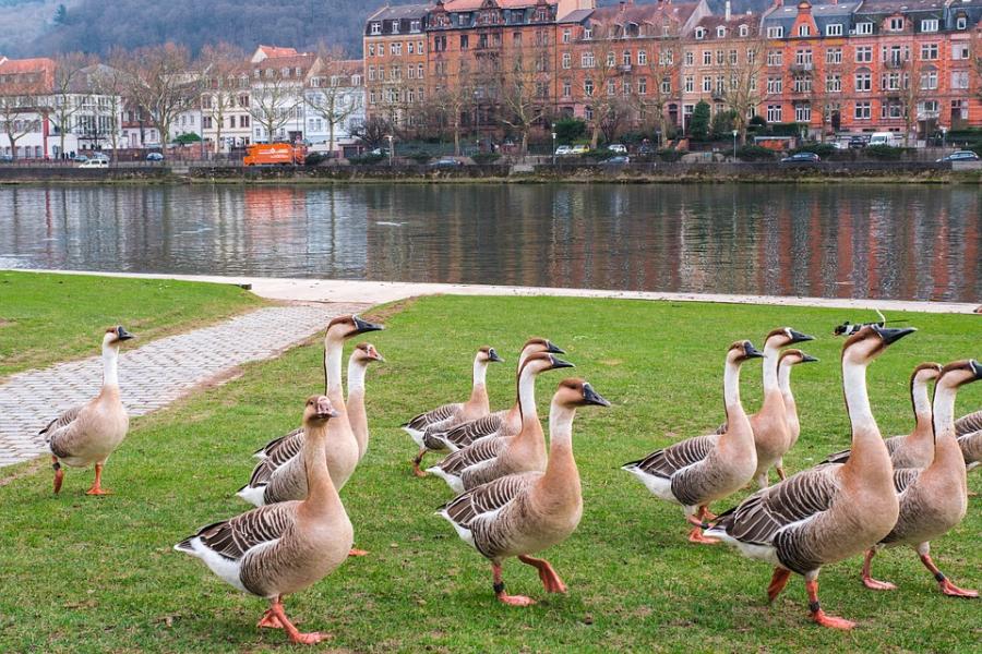 Gänse auf einer Wiese in Heidelberg
